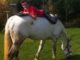 Guy surfs the web on a laptop, while laying on top of a horse.