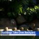 Ducklings Take Over Backyard