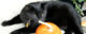 Dennis the Agway cat sniffs a pumpkin