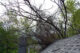 The tree that fell on the roof 