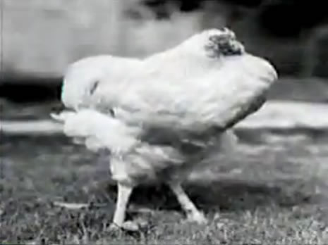 Mike the headless chicken!