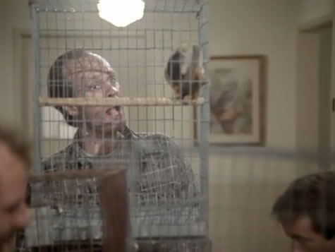 Murdock and a chicken