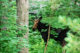 This moose was the size of our car - and he's probably not full grown yet. He spent at least 10-15 minutes in our yard, ran off, then came back for another visit later in the morning. 