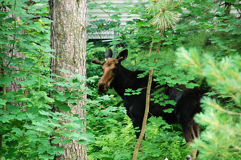 This moose was the size of our car - and he's probably not full grown yet. He spent at least 10-15 minutes in our yard, ran off, then came back for another visit later in the morning.