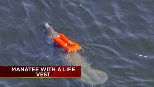 Manatee With A Life Vest