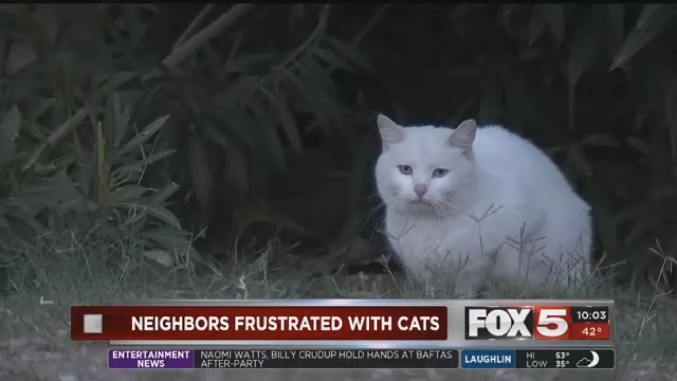 Neighbors Frustrated By Cats