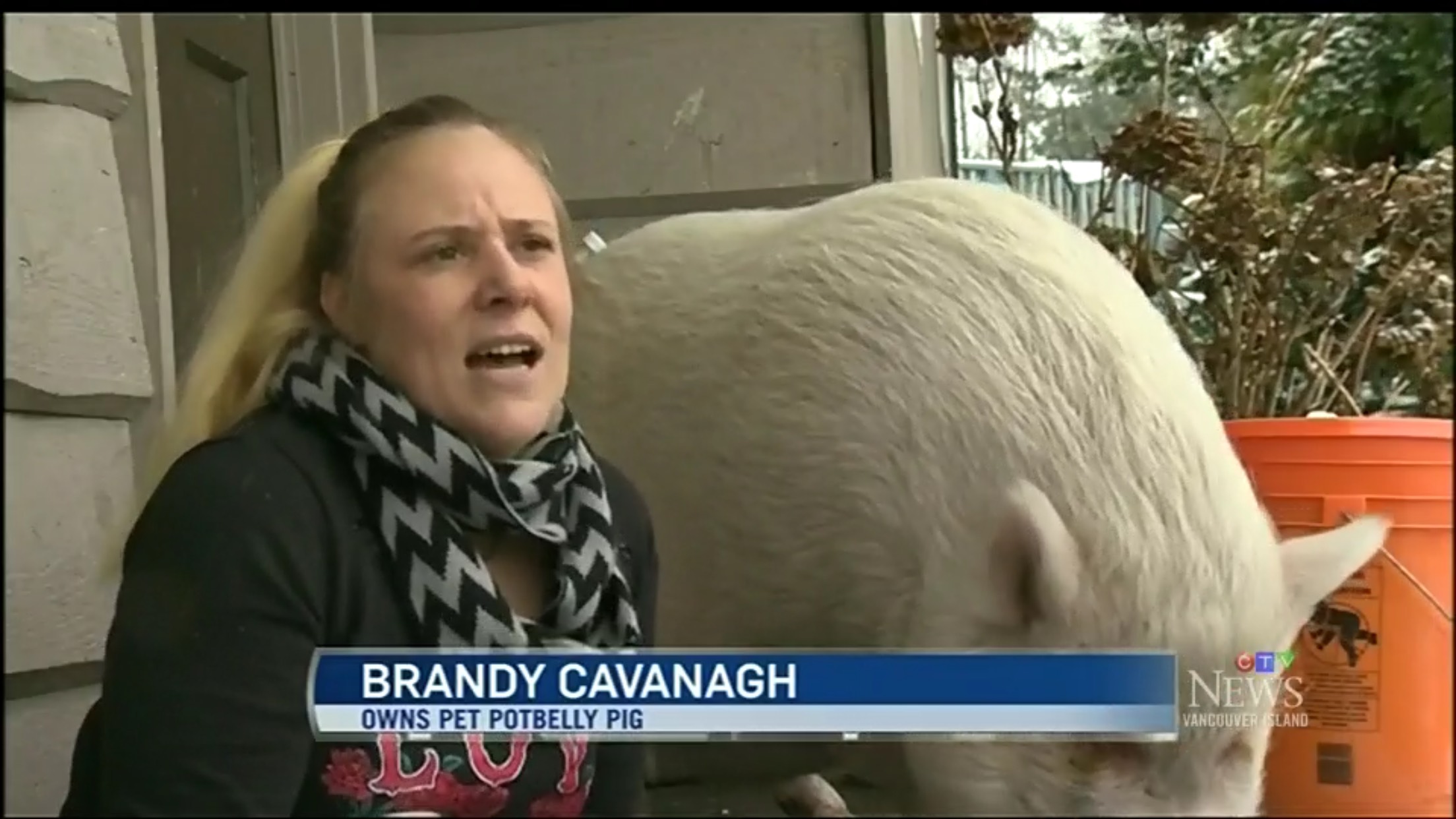 Brandy Cavanagh: Owns Pet Potbelly Pig