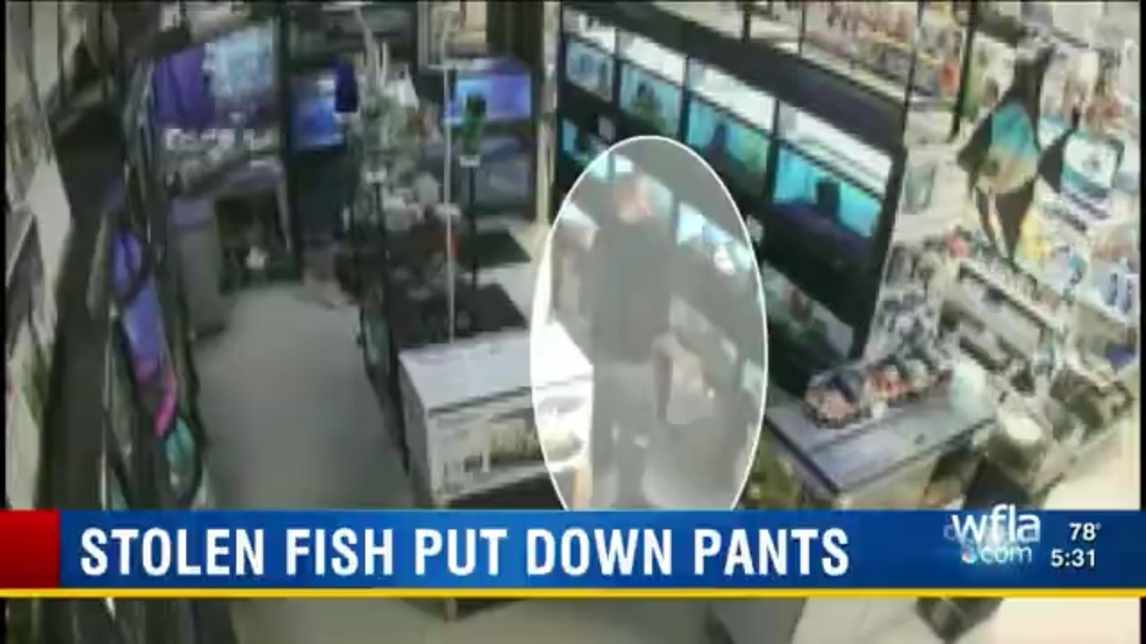 Stolen Fish Put Down Pants