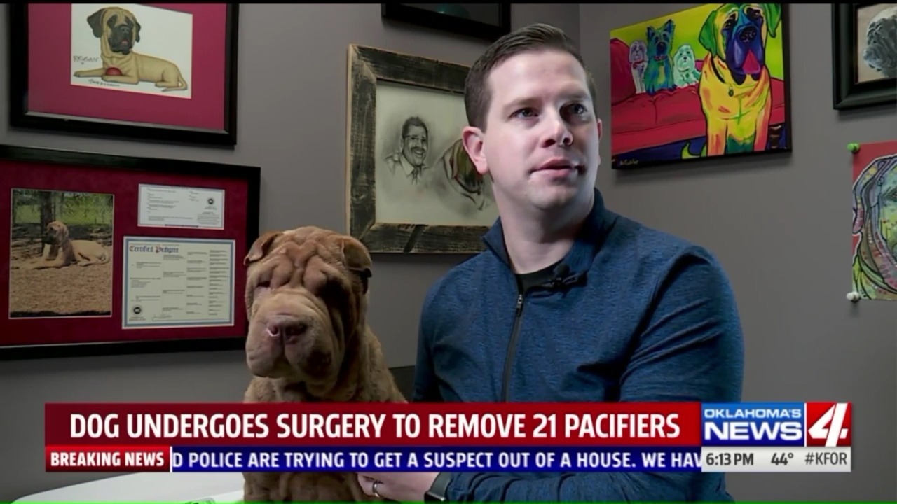 Dog Undergoes Surgery To Remove 21 Pacifiers