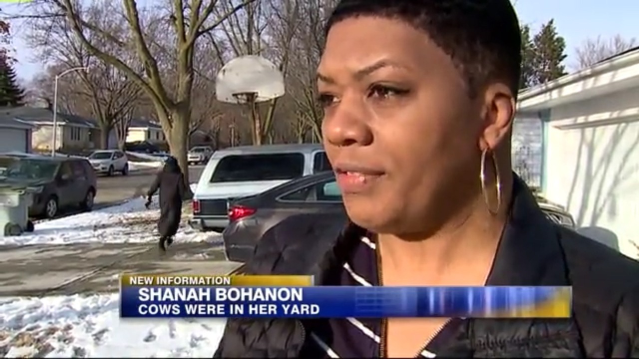 Shanah Bohanon: Cows Were In Her Yard