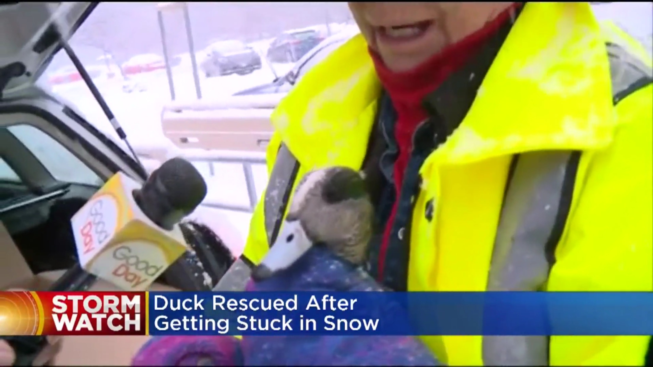 Duck Rescued After Getting Stuck in Snow