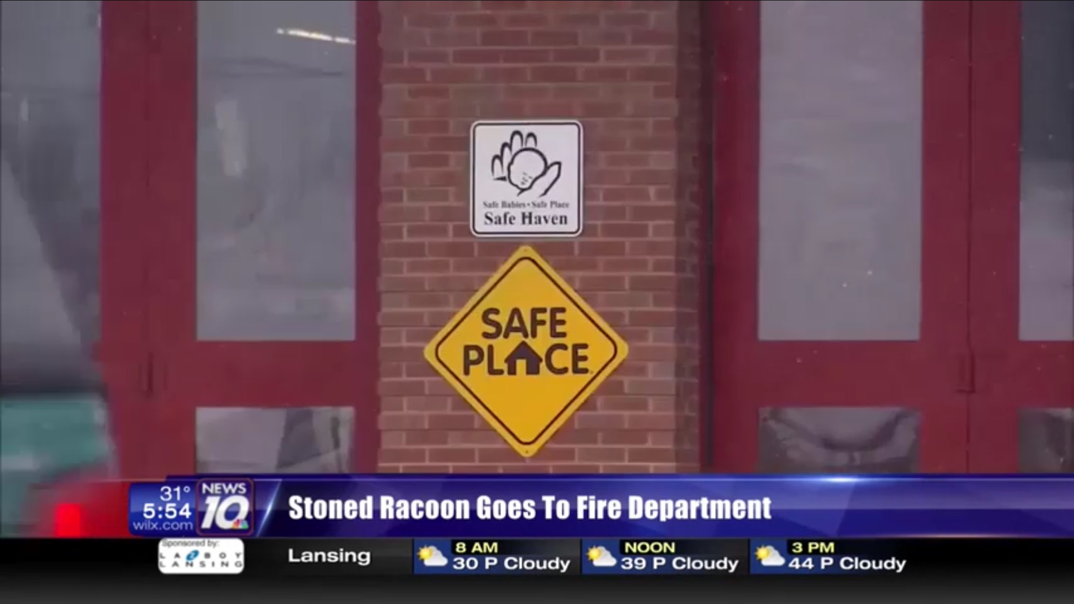 Stoned Raccoon Goes To Fire Department