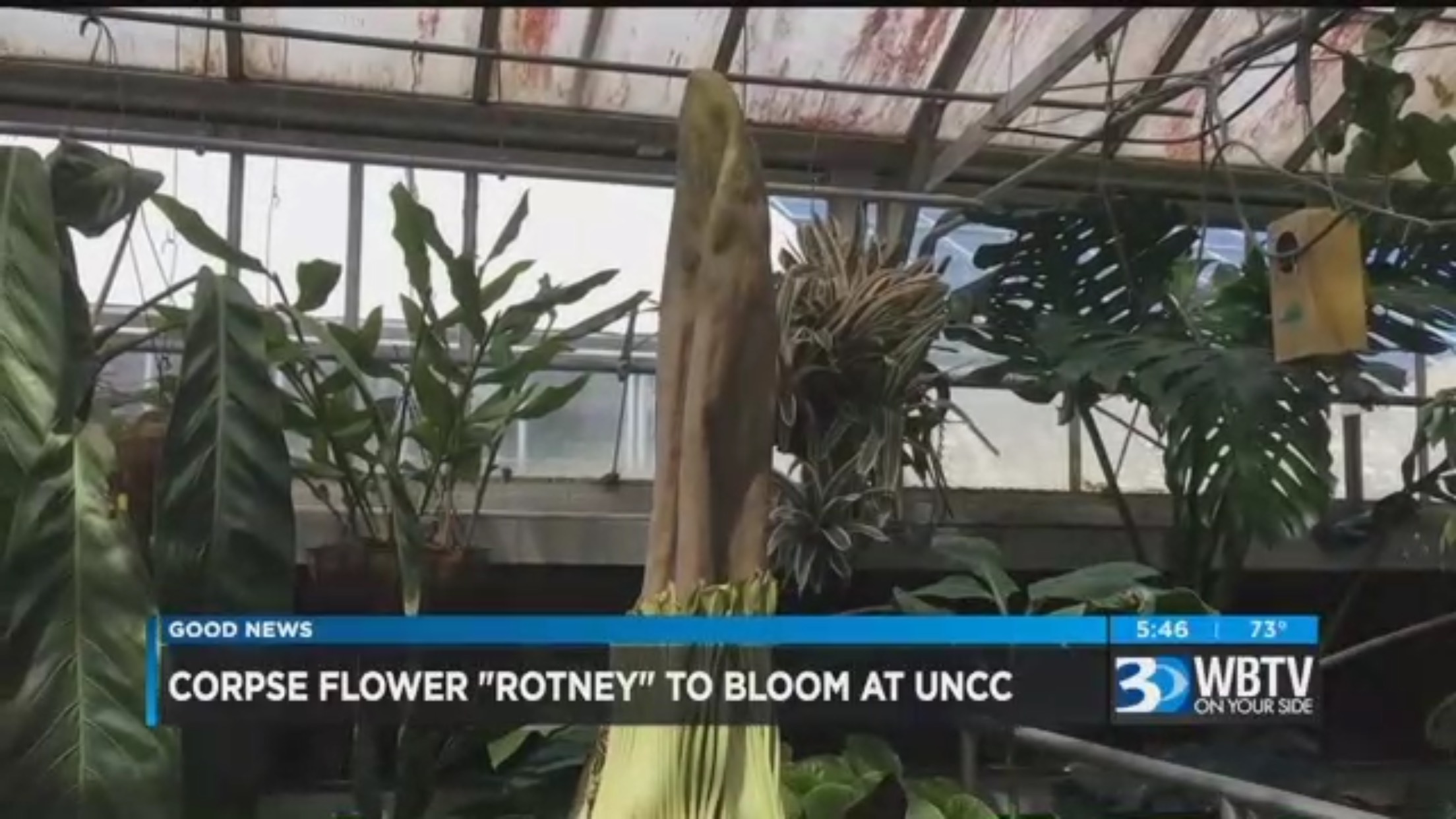 Corpse Flower "Rotney" To Bloom