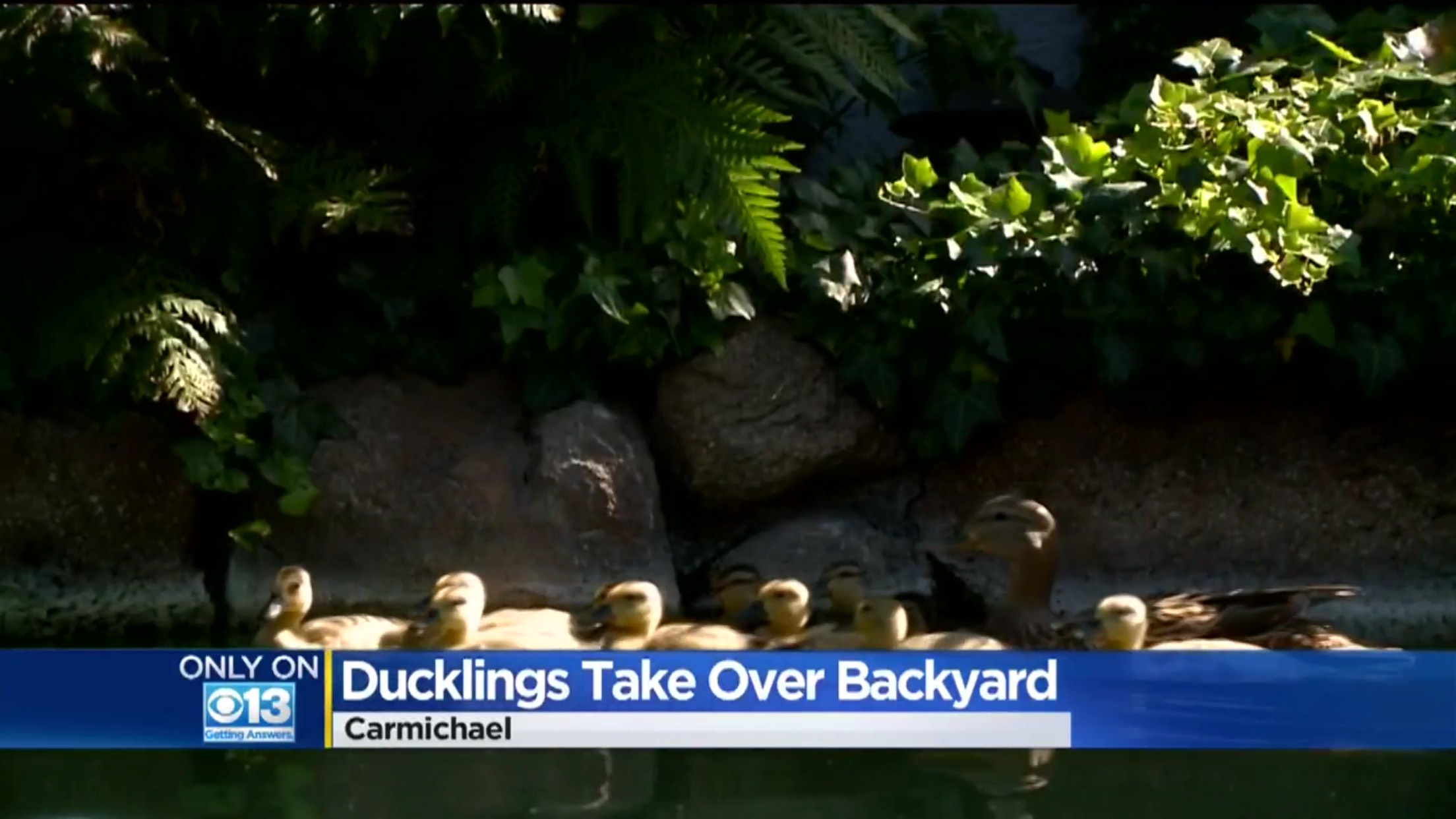 Ducklings Take Over Backyard