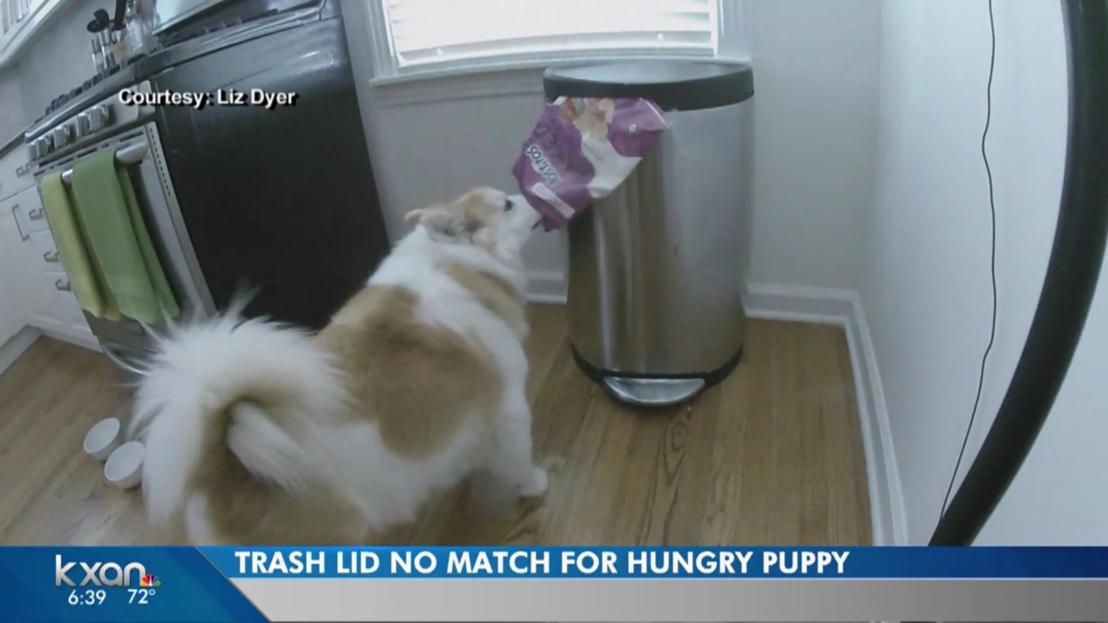 Trash Lid No Match For Hungry Puppy