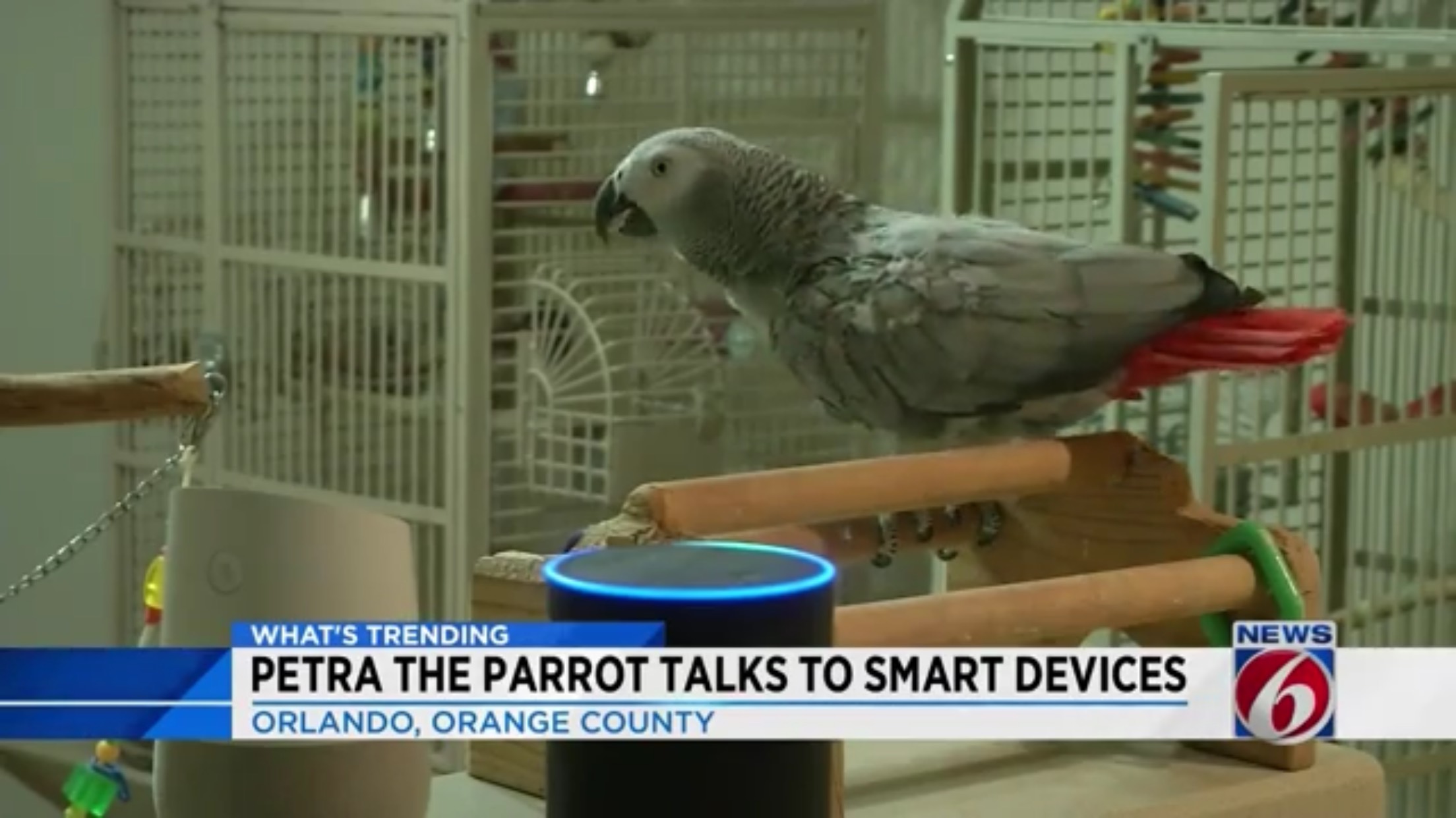 Petra The Parrot Talks To Smart Devices