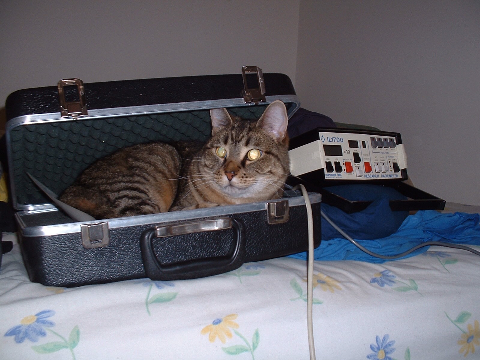 Rocky the cat in a case for a piece of scientific equipment