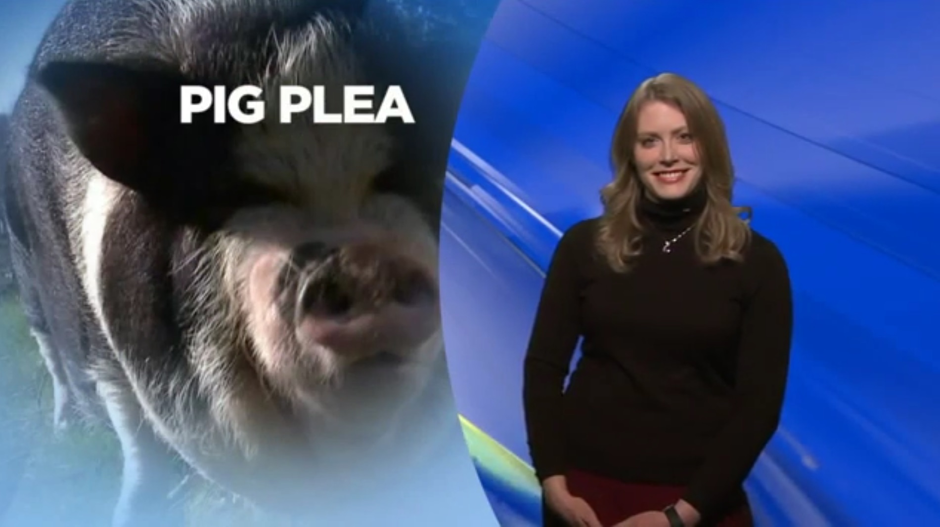 Pig Plea