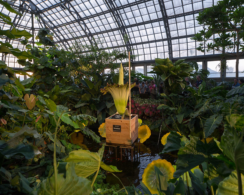 The corpse flower at the Garfield Park Conservatory, 2016. (Photo by Noah Vaughn via Flickr/Creative Commons https://flic.kr/p/HkmN4e)