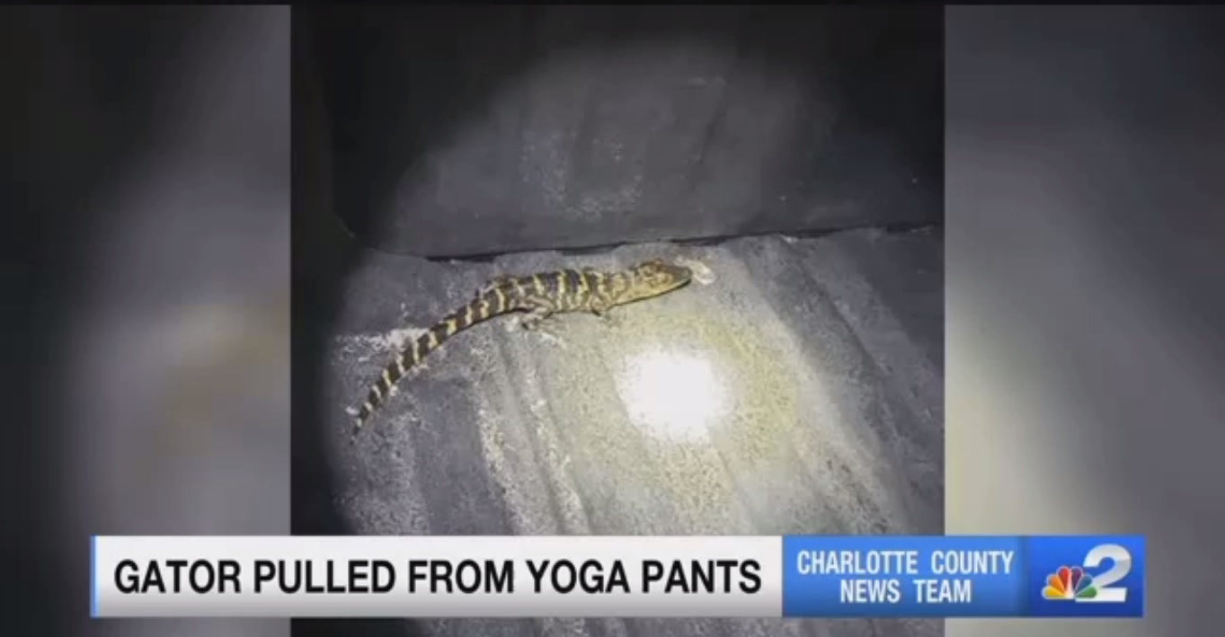 Gator Pulled From Yoga Pants