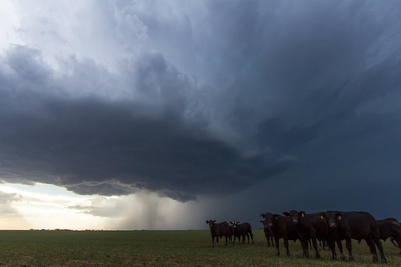 A wide photo of the massive clouds in a "super cell," with a group of cows looking at the camera in the foreground. (Photo by Daniel Rodriguez via Flickr/Creative Commons https://flic.kr/p/nk8YiR)