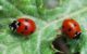 Two ladybugs on a green leaf. (Photo by rumolay via Flickr/Creative Commons https://flic.kr/p/9uWENy)