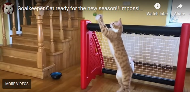 Screencap from Goalkeeper Cat video