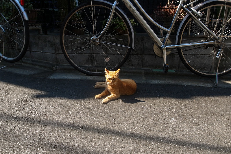 Orange tabby cat sits near a bike, though this is neither the bike nor the cat featured in the episode. (Photo by Takayuki Miki via Flickr/Creative Commons https://flic.kr/p/MFhbDF)