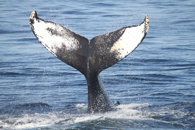 A whale's tail above the surface of the water. (Isaac Kohane via Flickr/Creative Commons https://flic.kr/p/8RW6BK)