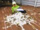 Three year old makes a snow pile on the deck