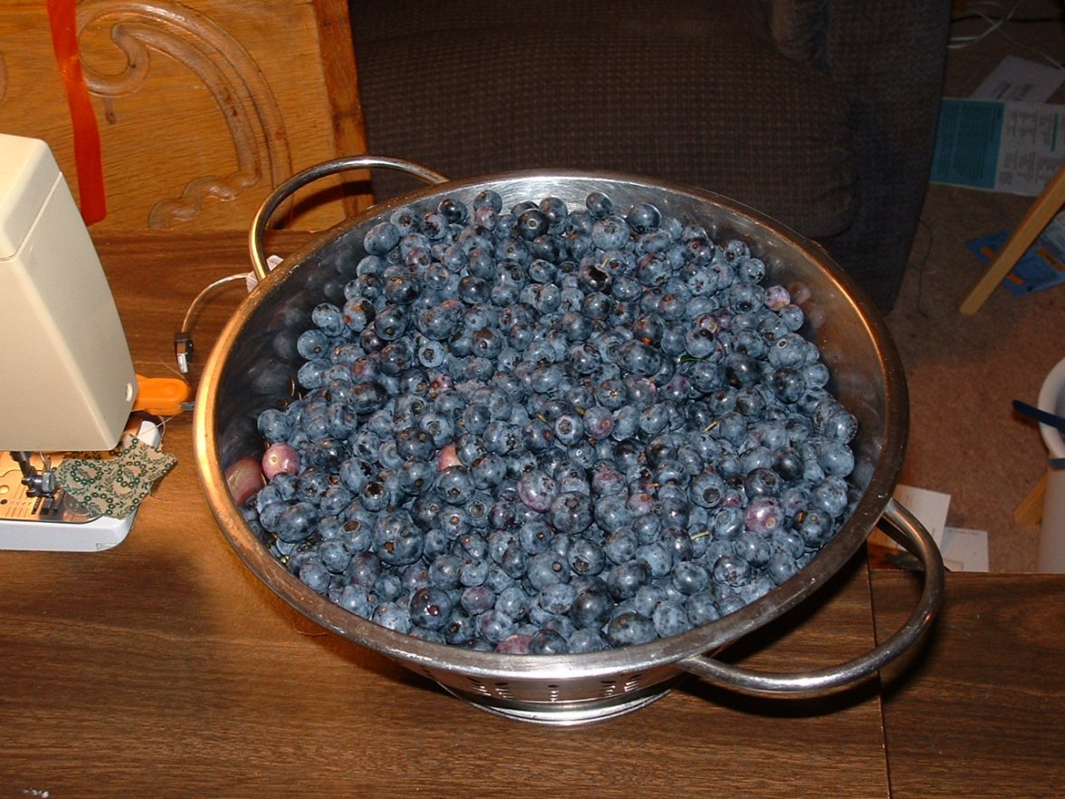 A colander full of blueberries