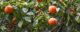 Oranges growing in a citrus orchard. (Photo by Peter Nijenhuis via Flickr/Creative Commons https://flic.kr/p/iDZHS)