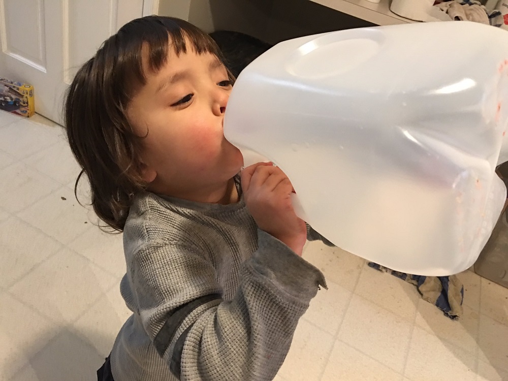 Four year old drinking straight from the gallon of milk