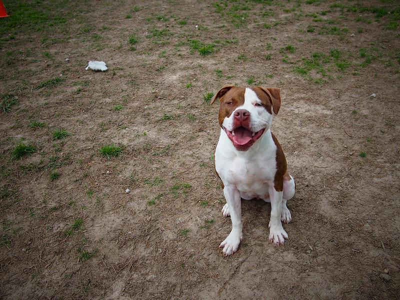 An adorable dog named Moxie (photo by bullcitydogs via Flickr/Creative Commons https://flic.kr/p/nib463)