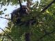 Raccoon in a tree
