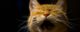 An orange tabby cat looks like it's screaming. (Photo by Mingo Hagen via Flickr/Creative Commons https://flic.kr/p/5wJuBQ)