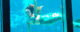 A Weeki Wachee Mermaid swims. (Photo by Steven Martin via Flickr/Creative Commons https://flic.kr/p/JLcbeP)