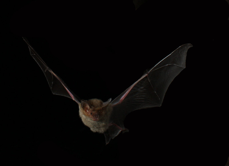 East coast long-eared bat in flight. (Photo by Michael Pennay via Flickr/Creative Commons https://flic.kr/p/6ZzRtF)