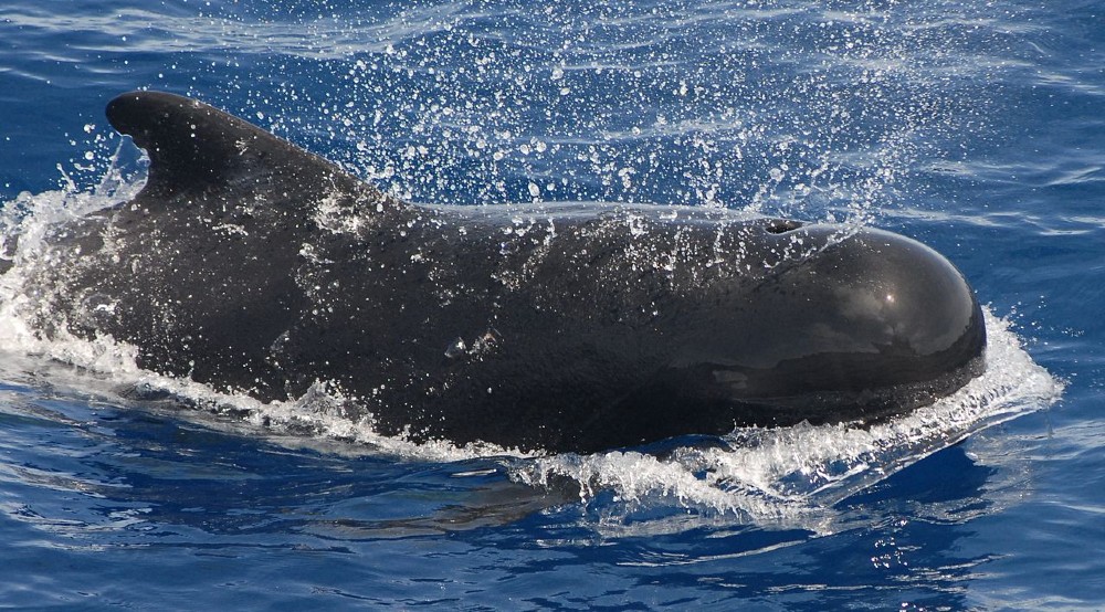 Pilot Whale. Photographer: Adam Li, NOAA/NMFS/SWFSC.