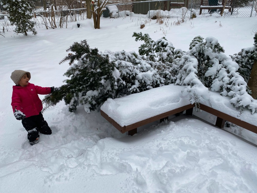 Almost six year old starts to clear snow from the tree