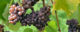 Grapes (photo by Stefano Lubiana via Flickr/Creative Commons https://flic.kr/p/bsoas7)