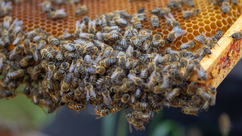 Bees at work making honey on a honeycomb (photo by Steve Bates via Flickr/Creative Commons https://flic.kr/p/GfbPNu)