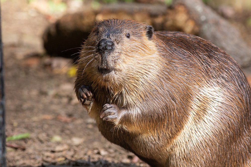 Beaver. (Photo by Skip Brown, Smithsonian's National Zoo)