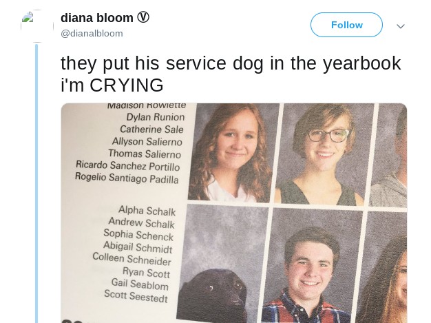 Alpha the dog has a yearbook photo next to its person and the other students. The tweet by diana bloom reads "they put his service dog in the yearbook i'm CRYING"