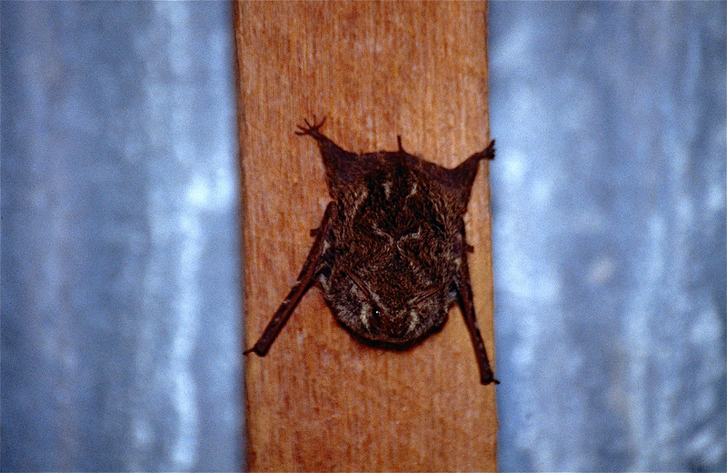Greater sac-winged bat under a roof in France. (Photo by Bernard DUPONT via Flickr/Creative Commons https://flic.kr/p/h1G9yj)