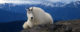 A mountain goat at Olympic National Park. (Photo by Sean Coffelt via Flickr/Creative Commons https://flic.kr/p/38Kpsh)