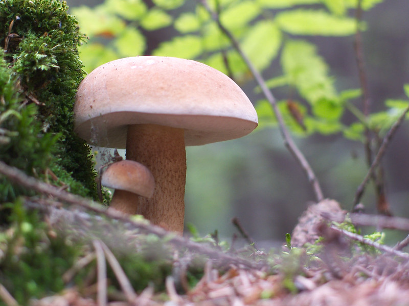 A tiny mushroom next to a much larger mushroom. (Photo by Dmitry Eliuseev via Flickr/Creative Commons https://flic.kr/p/SJkkLK)