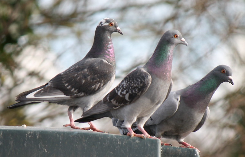 Three pigeons looking to the right. (Photo by jans canon via Flickr/Creative Commons https://flic.kr/p/9mxYrg)