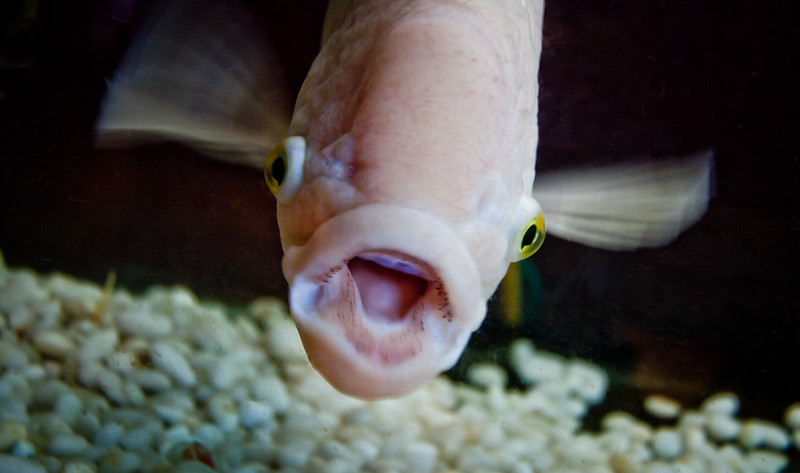 A fish makes a surprised-looking face. (Photo by ChrisGoldNY via Flickr/Creative Commons https://flic.kr/p/dZJRmD)