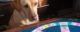 A dog stares at a Trivial Pursuit game board. (Photo by Manuel J. Prieto via Flickr/Creative Commons https://flic.kr/p/3jzU7f)